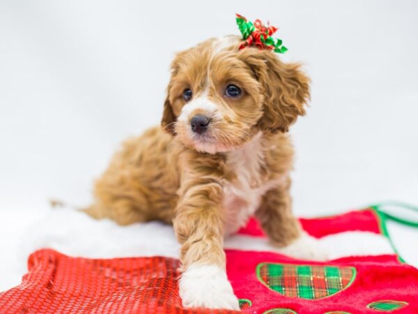 Cock A Poo-DOG-Female-Buff & White-14437-Petland Wichita, Kansas