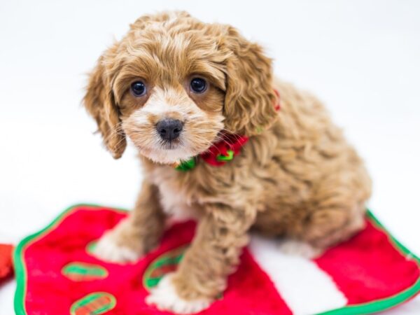 Cock A Poo DOG Female Buff & White 14436 Petland Wichita, Kansas