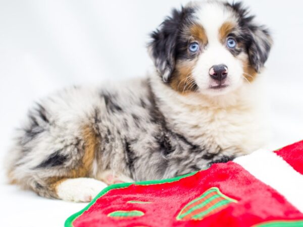 Miniature Australian Shepherd DOG Male Blue Merle 14434 Petland Wichita, Kansas