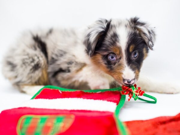 Miniature Australian Shepherd DOG Female Blue Merle 14433 Petland Wichita, Kansas