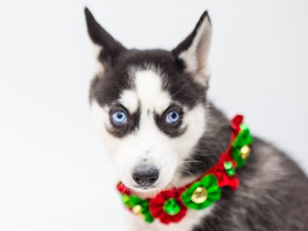 Siberian Husky DOG Female Black & White 14432 Petland Wichita, Kansas