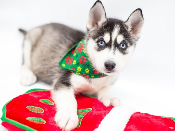 Siberian Husky DOG Male Black & White 14431 Petland Wichita, Kansas