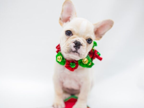 French Bulldog DOG Female Cream 14430 Petland Wichita, Kansas