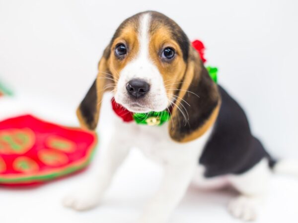 Beagle-DOG-Female-Tri Color-14428-Petland Wichita, Kansas