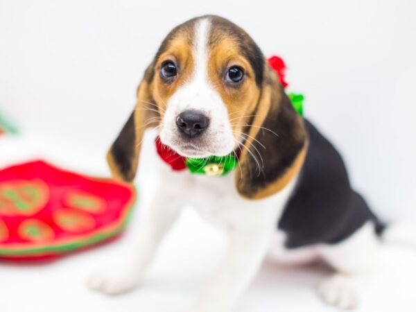 Beagle DOG Female Tri Color 14428 Petland Wichita, Kansas