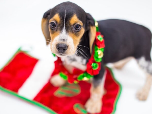 Beagle DOG Female Tri Color 14427 Petland Wichita, Kansas