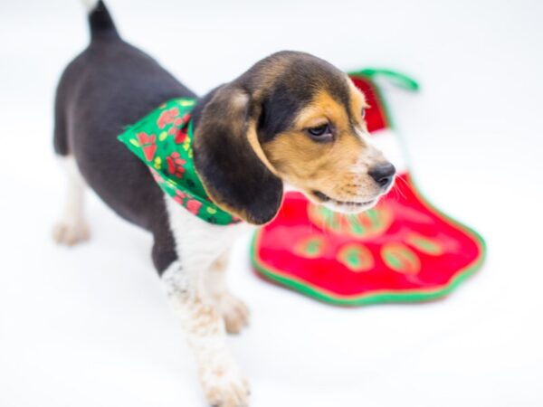 Beagle DOG Male Tri Color 14426 Petland Wichita, Kansas