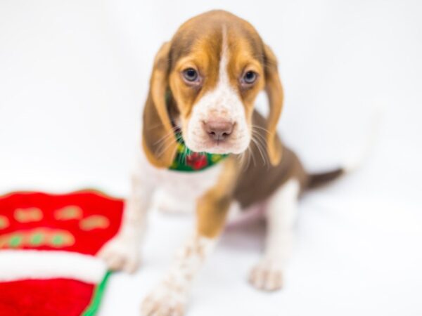 Beagle-DOG-Male-Chocolate Tri Color-14425-Petland Wichita, Kansas
