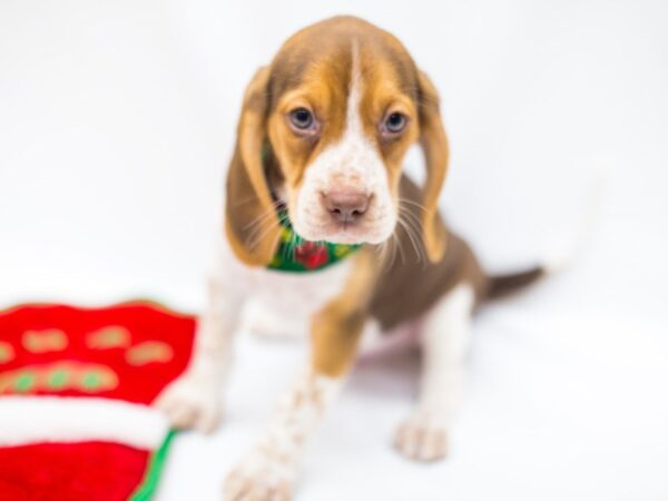 Beagle DOG Male Chocolate Tri Color 14425 Petland Wichita, Kansas