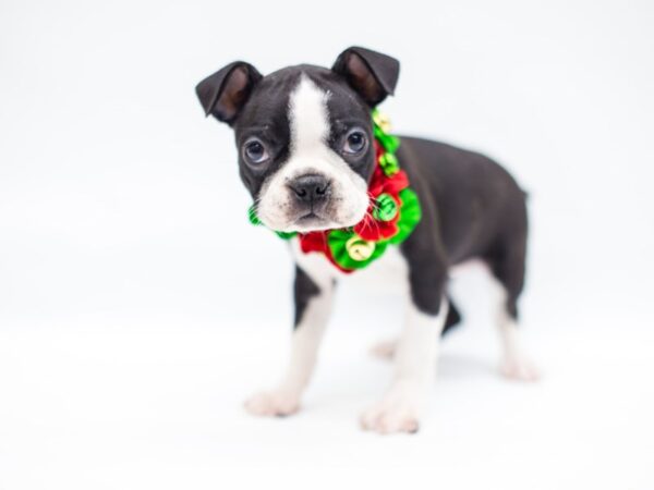 Boston Terrier DOG Female Black Tuxedo 14424 Petland Wichita, Kansas