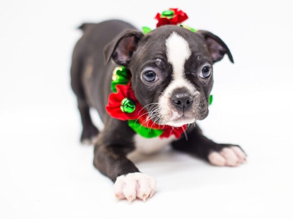 Boston Terrier DOG Female Black Brindle Tuxedo 14423 Petland Wichita, Kansas