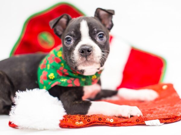 Boston Terrier DOG Male Black Tuxedo 14422 Petland Wichita, Kansas