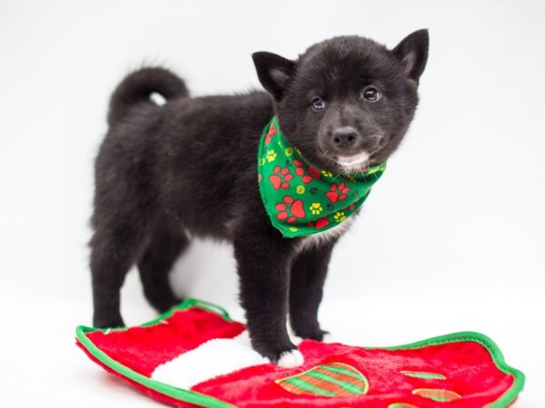 Shibo DOG Male Black 14421 Petland Wichita, Kansas