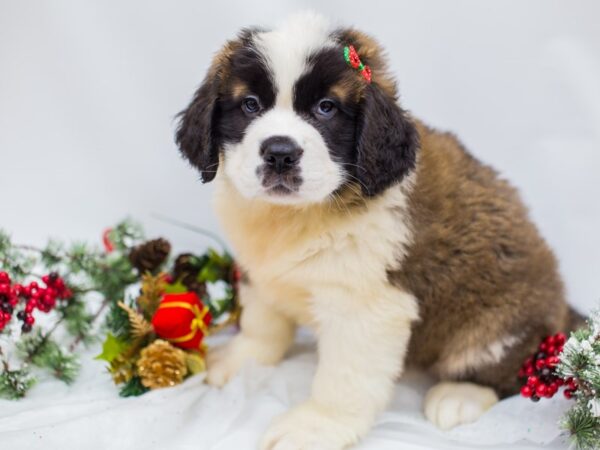 Saint Bernard DOG Female Brown & White 14452 Petland Wichita, Kansas