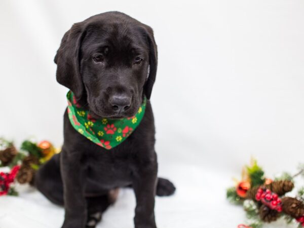 Labrador Retriever DOG Male Black 14454 Petland Wichita, Kansas