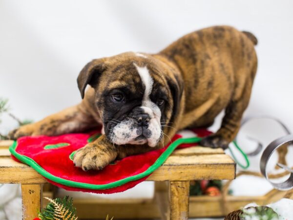 English Bulldog DOG Male Red Brindle 14455 Petland Wichita, Kansas