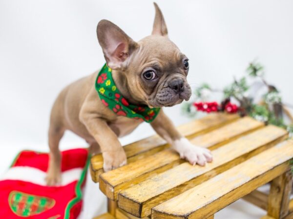 French Bulldog DOG Male Blue Fawn 14467 Petland Wichita, Kansas