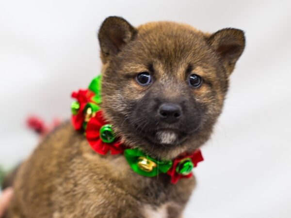 Shiba Inu DOG Female Sesame 14468 Petland Wichita, Kansas