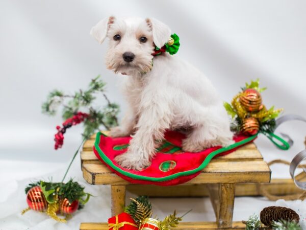 Miniature Schnauzer DOG Female White 14466 Petland Wichita, Kansas