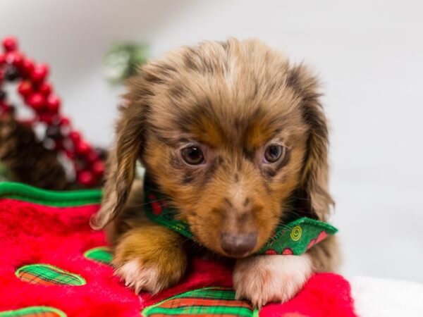 Miniature Dachshund Puppy Long Hair Red Dapple ID:14463 Located at