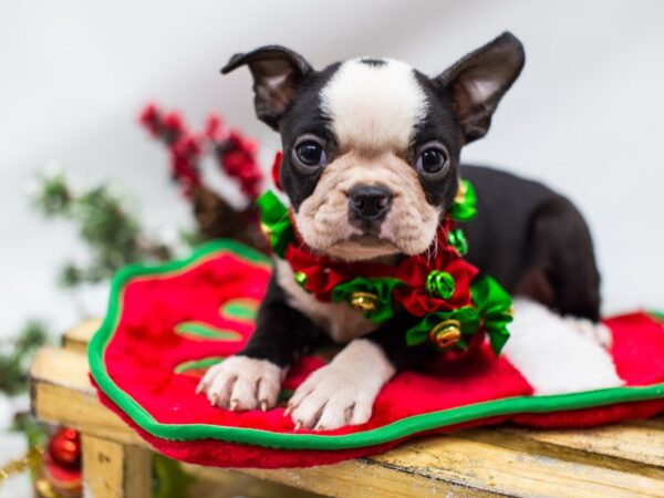 Boston Terrier-DOG-Female-Black and White-14475-Petland Wichita, Kansas