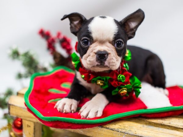 Boston Terrier DOG Female Black and White 14475 Petland Wichita, Kansas