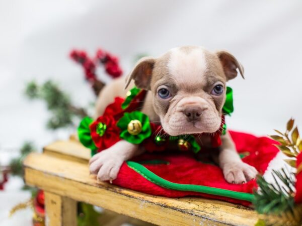 Boston Terrier DOG Female Lilac 14470 Petland Wichita, Kansas