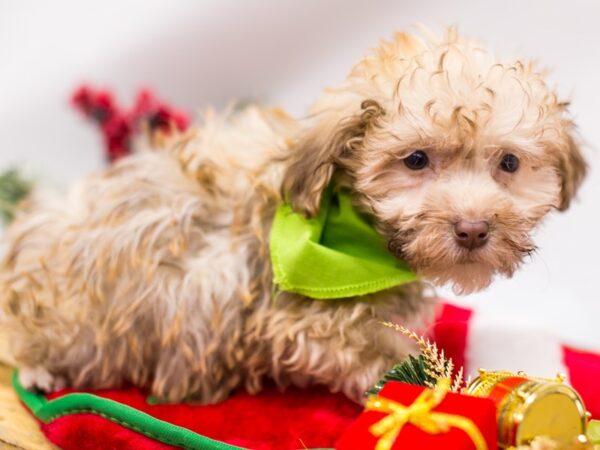 Havanese DOG Male Light Brown 14474 Petland Wichita, Kansas