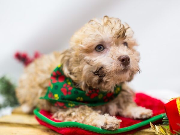 Havanese DOG Male Light Brown 14473 Petland Wichita, Kansas