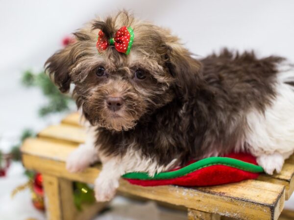 Havanese DOG Female Chocolate and White 14472 Petland Wichita, Kansas