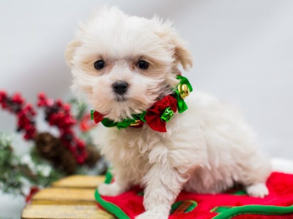 Maltese DOG Female White 14471 Petland Wichita, Kansas