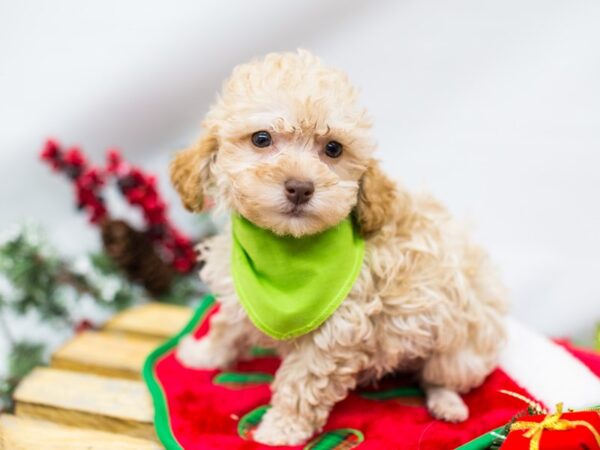 Toy Poodle DOG Male Cafe 14464 Petland Wichita, Kansas