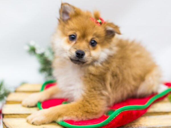 Pomeranian DOG Female Sable 14462 Petland Wichita, Kansas