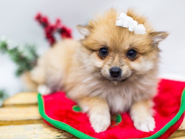 Pomeranian DOG Female Sable 14461 Petland Wichita, Kansas