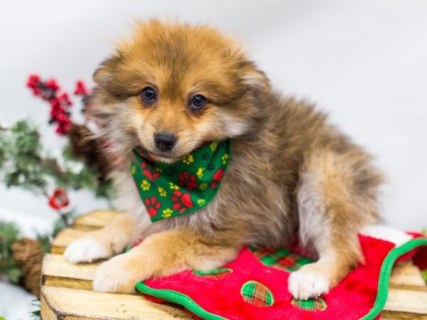 Pomeranian DOG Male Sable 14460 Petland Wichita, Kansas