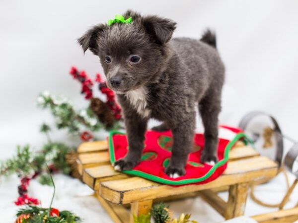 Pom Chi DOG Female Blue 14459 Petland Wichita, Kansas