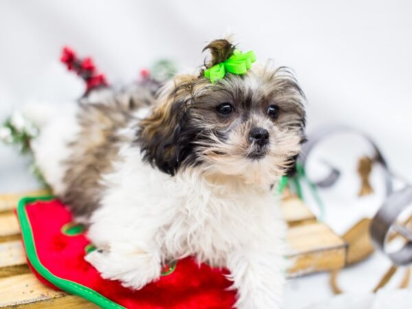 Shih Poo DOG Female Gold and White 14458 Petland Wichita, Kansas