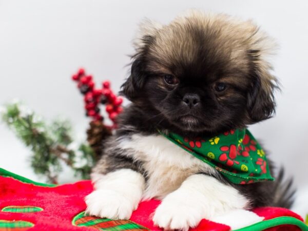 Peke-A-Poo-DOG-Male-Dark Sable-14456-Petland Wichita, Kansas