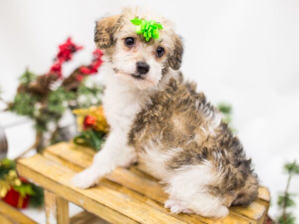 Maltipoo DOG Female Gold and White 14503 Petland Wichita, Kansas