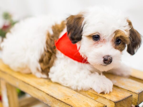 Maltipoo DOG Male Red and White 14502 Petland Wichita, Kansas