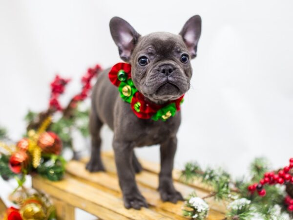 French Bulldog DOG Female Blue 14501 Petland Wichita, Kansas