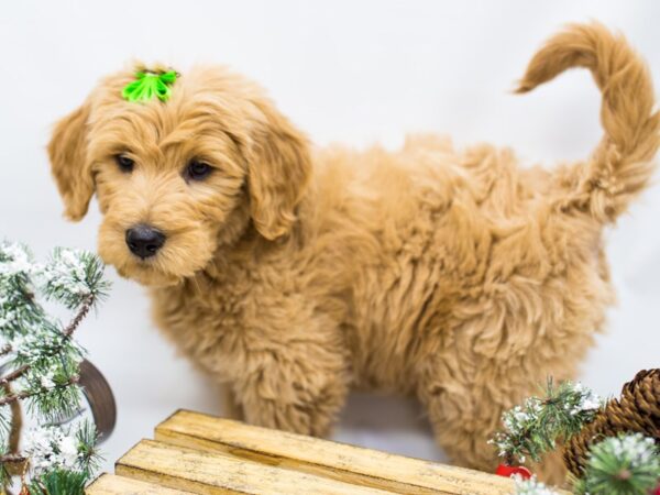 Goldendoodle DOG Female Darker Gold 14497 Petland Wichita, Kansas