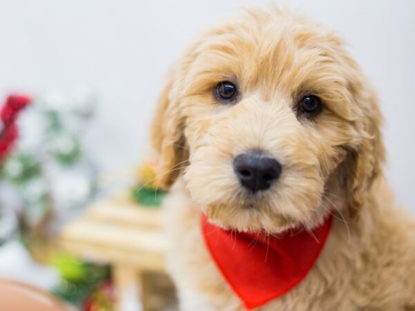 Goldendoodle DOG Male Gold 14496 Petland Wichita, Kansas