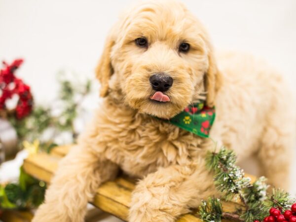 Goldendoodle DOG Male Light Cream 14495 Petland Wichita, Kansas