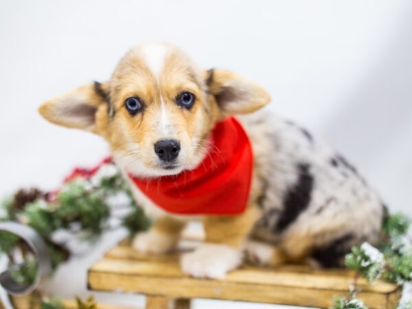 Pembroke Welsh Corgi DOG Male Blue Merle 14494 Petland Wichita, Kansas