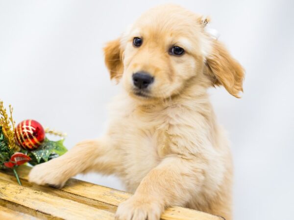 Golden Retriever-DOG-Female-Gold-14493-Petland Wichita, Kansas