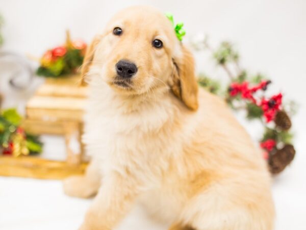 Golden Retriever DOG Female Gold 14492 Petland Wichita, Kansas