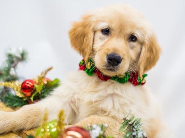 Golden Retriever DOG Female Gold 14491 Petland Wichita, Kansas