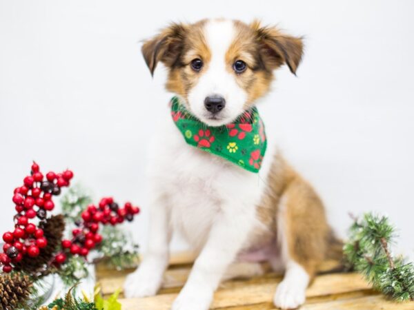 Shetland Sheepdog DOG Male Sable and White 14488 Petland Wichita, Kansas