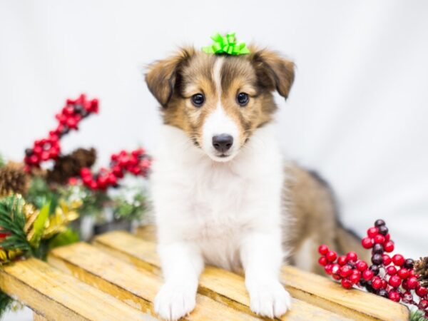 Shetland Sheepdog DOG Male Sable and White 14487 Petland Wichita, Kansas